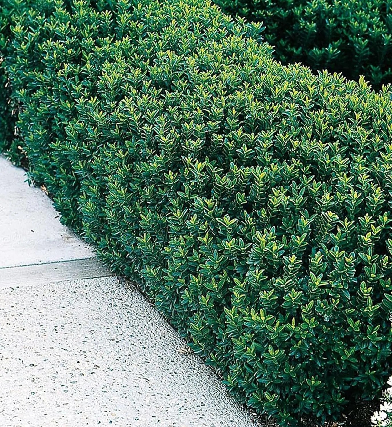 Grüner Säulen-Spindelstrauch Euonymus japonicus 'Green Rocket' als Staude, buschig und schmal wachsend, in Gartenumgebung.