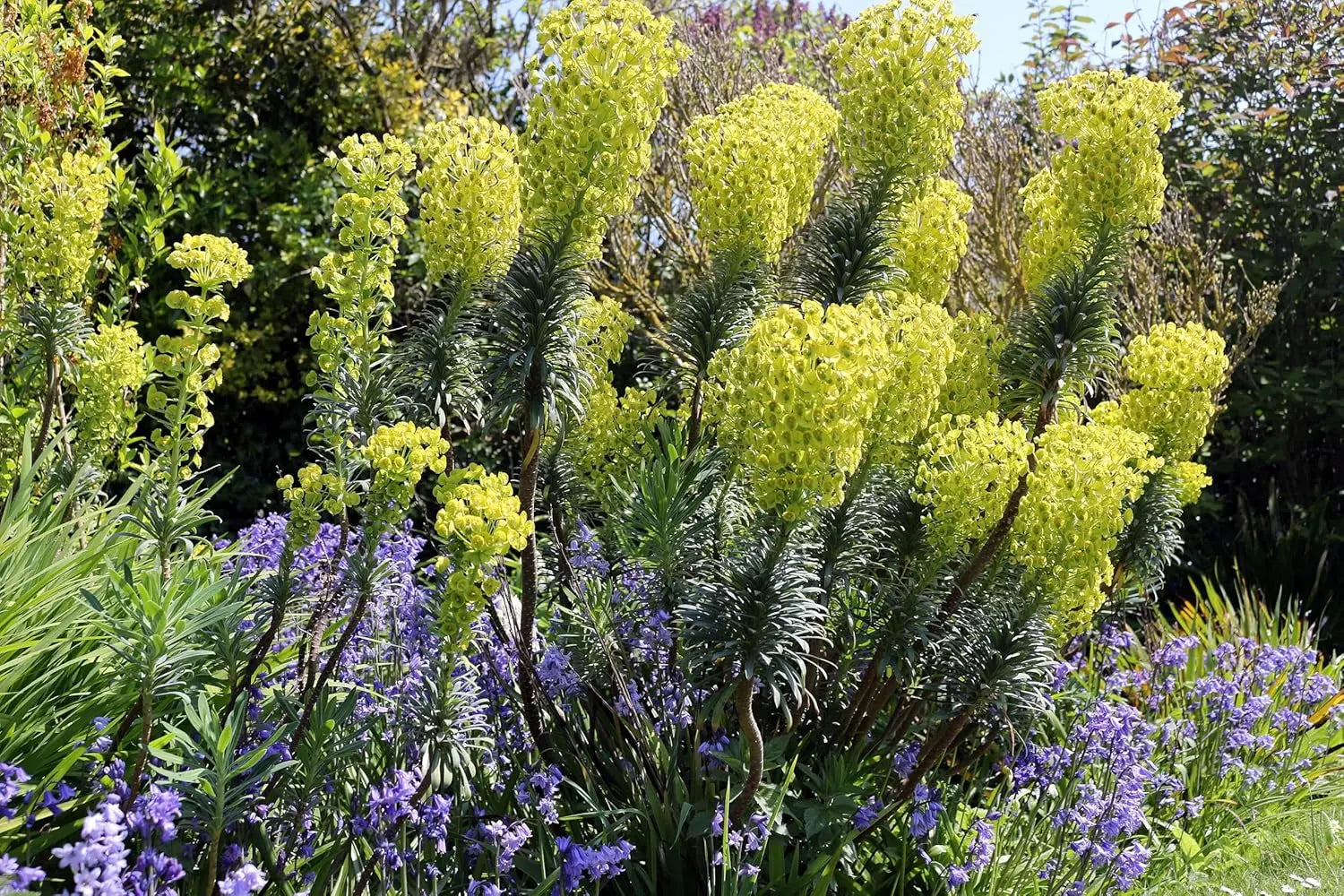 Mittelmeer-Wolfsmilch Euphorbia characias 'Blue Wonder' Staude mit blauen Blättern und aufrechter Wuchs, Stauden Gänge.