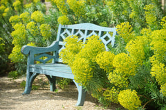 Mittelmeer-Wolfsmilch Euphorbia characias ‚Wulfenii‘, Staude mit blaugrauen Blättern und gelben Blüten, von Stauden Gänge