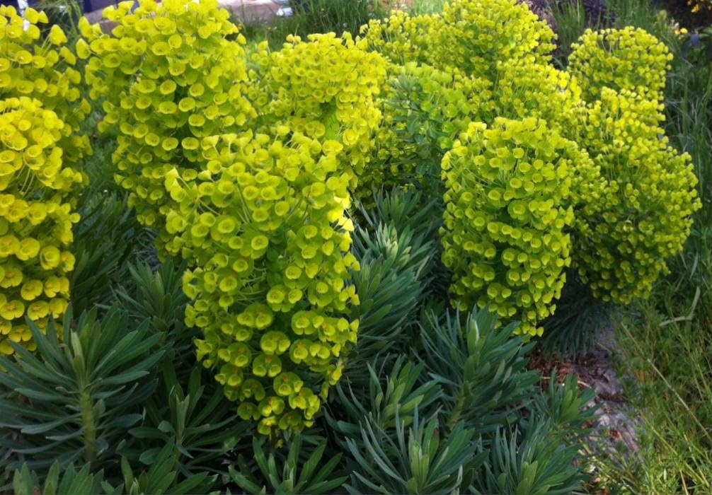 Euphorbia characias ‚Wulfenii' / Mittelmeer-Wolfsmilch - Stauden Gaenge