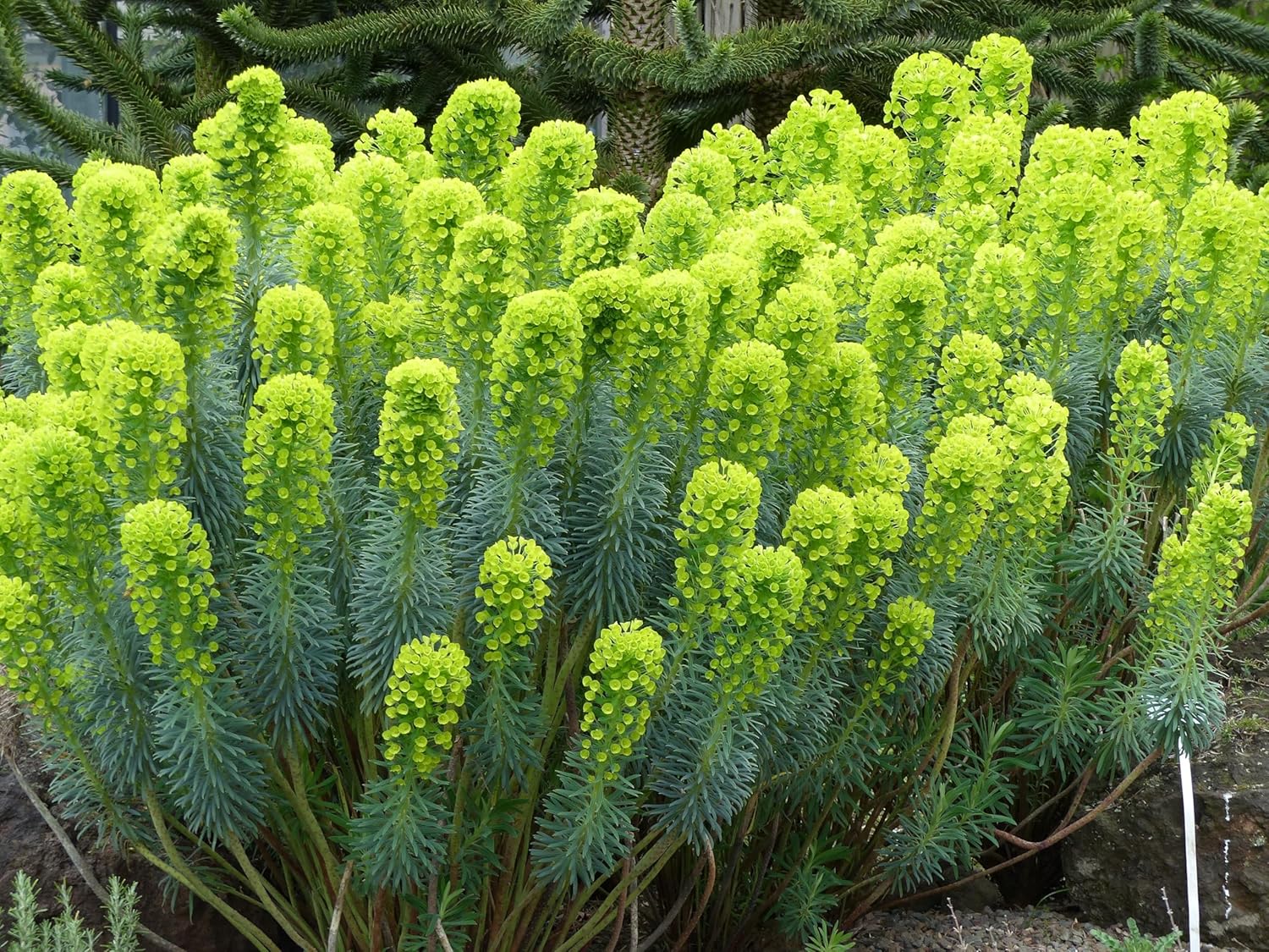 Mittelmeer-Wolfsmilch Euphorbia characias ‚Wulfenii‘, Staude mit silbrigen Blättern und gelben Blüten, von Stauden Gänge.