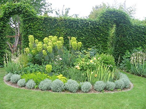 Mittelmeer-Wolfsmilch Euphorbia characias ‚Wulfenii‘, grüne Staude mit gelben Blüten, wächst in einem Garten.