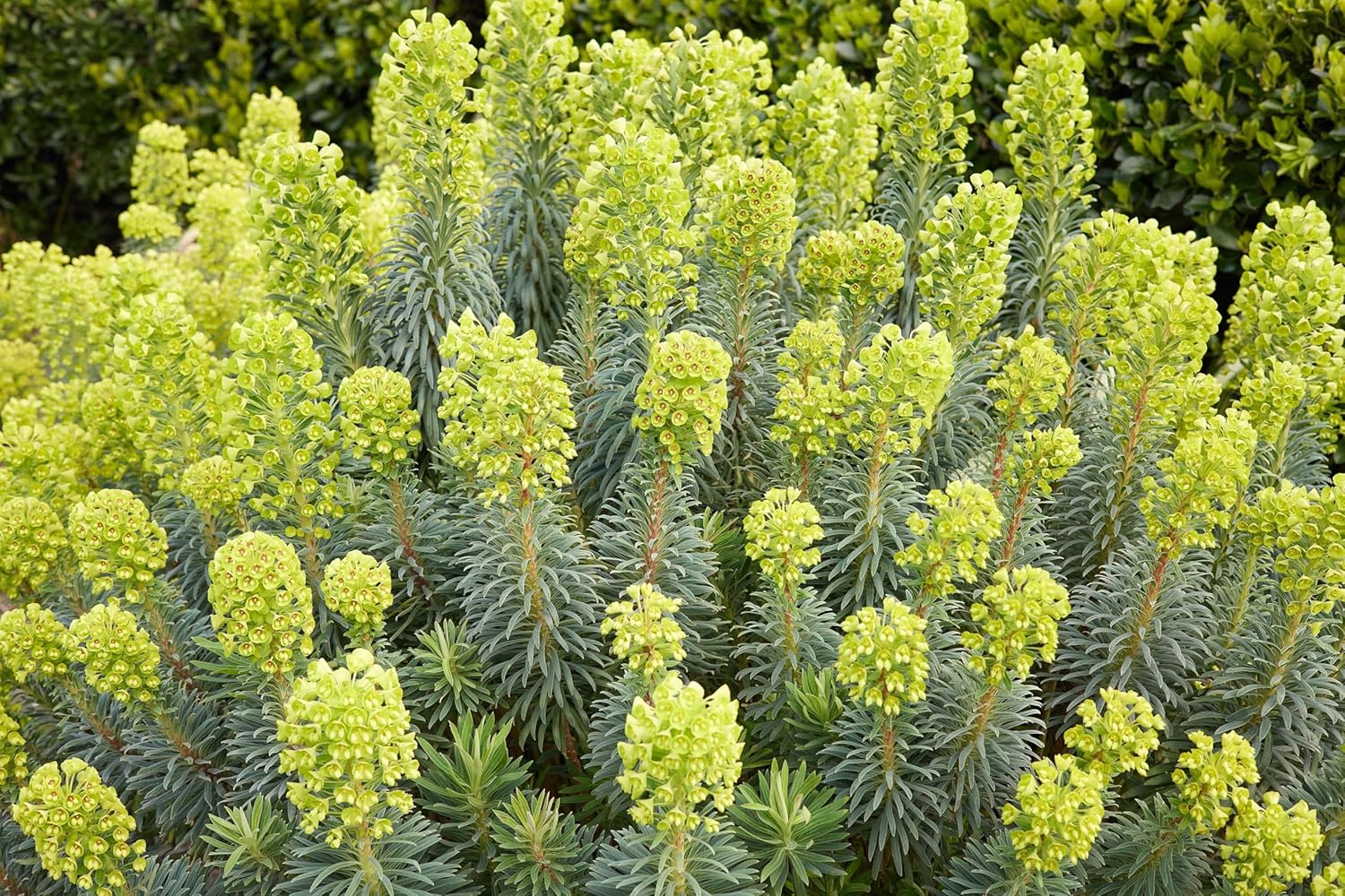 Mittelmeer-Wolfsmilch Euphorbia characias ‚Wulfenii‘, stabile Staude mit grünen, aufrechten Blättern und gelben Blüten.