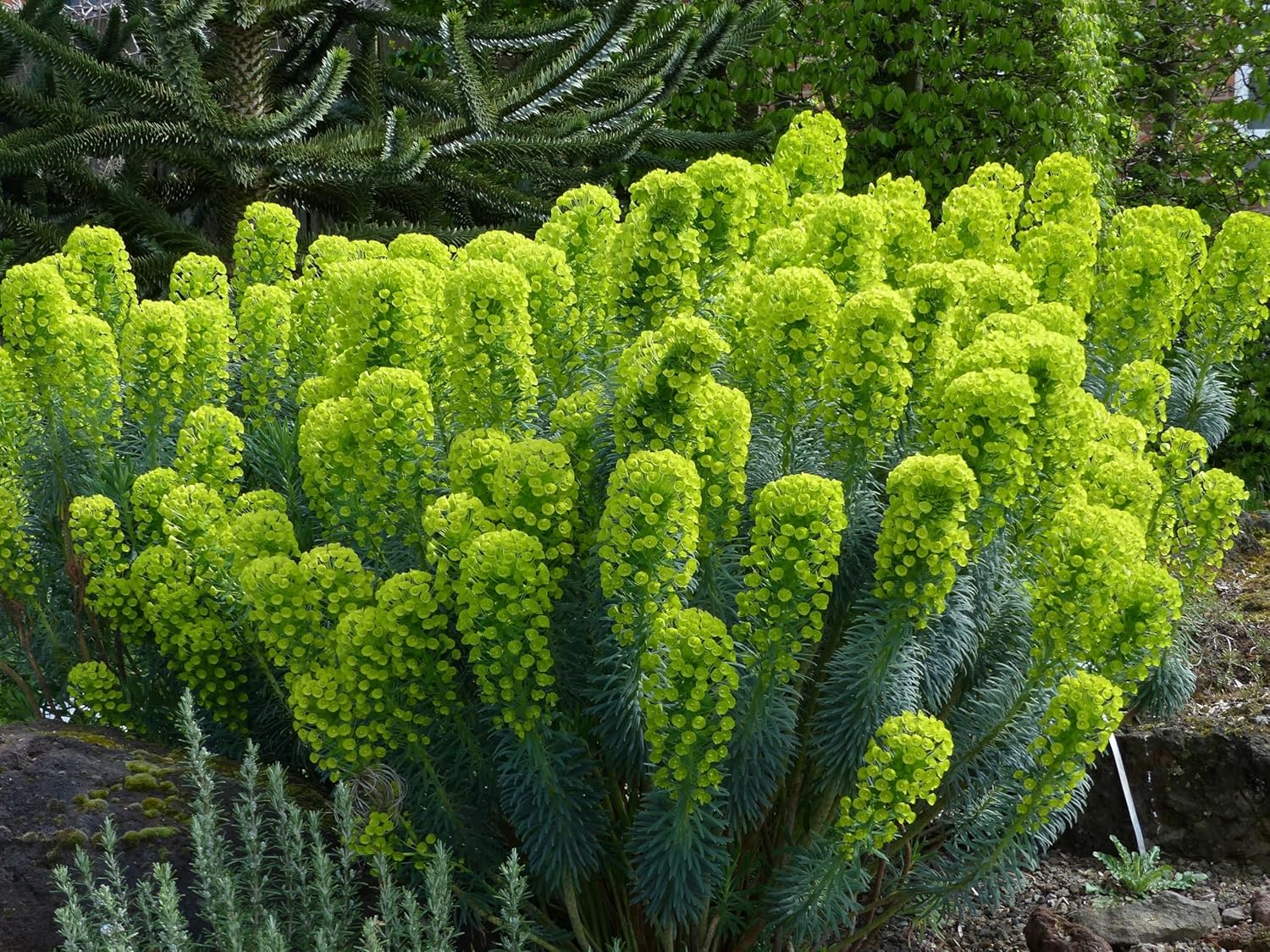 Mittelmeer-Wolfsmilch Euphorbia characias ‚Wulfenii‘ Staude mit silbrigen Blättern und aufrechten Trieben, Stauden Gänge