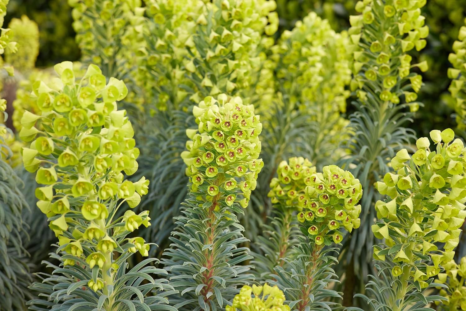 Mittelmeer-Wolfsmilch Euphorbia characias ‚Wulfenii‘, Staude mit silbrig-grünen Blättern und gelben Blüten, im Garten.
