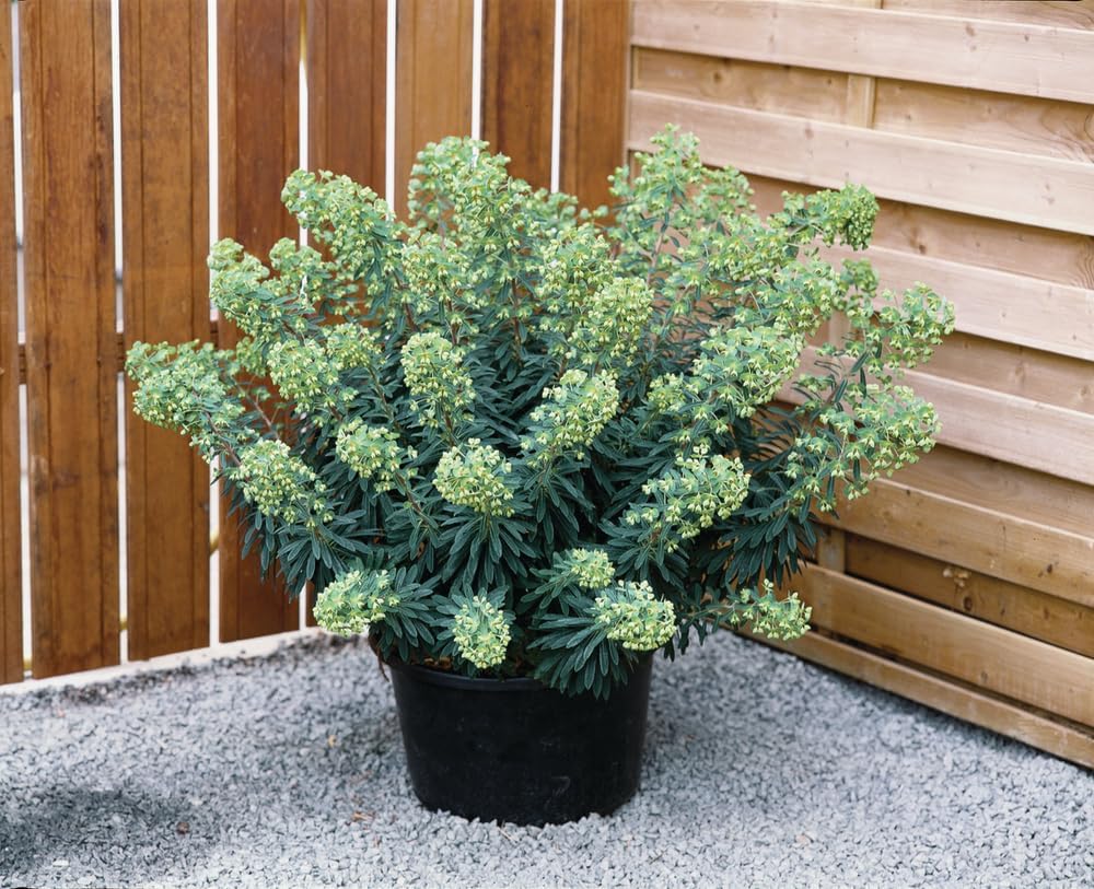 Euphorbia martinii Wolfsmilch Staude von Stauden Gänge, grüne Blätter und typische Pflanzenspitze sichtbar