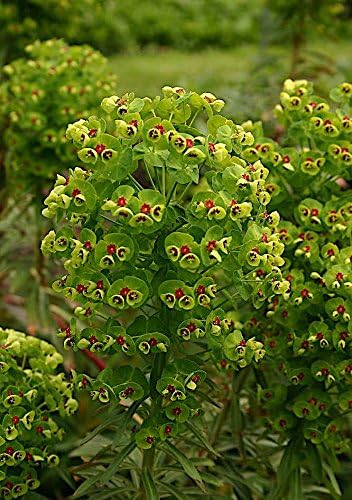 Euphorbia martinii Wolfsmilch Staude von Stauden Gänge, grüne Blätter und aufrechte Wuchsform, Nahaufnahme der Pflanze