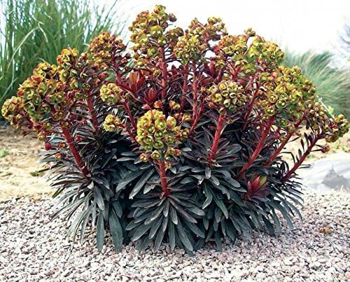 Euphorbia martinii Wolfsmilch Staude von Stauden Gänge, grüne Blätter und aufrechter Wuchs, im Gartenpflanzenbild