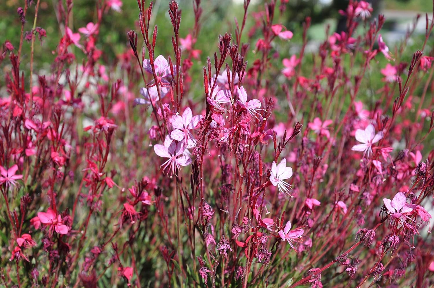 Rosa Prachtkerze Gaura lindheimeri 'Siskiyou Pink‘ Staude mit zarten rosa Blüten, Stauden Gänge, natürliche Gartendekoration