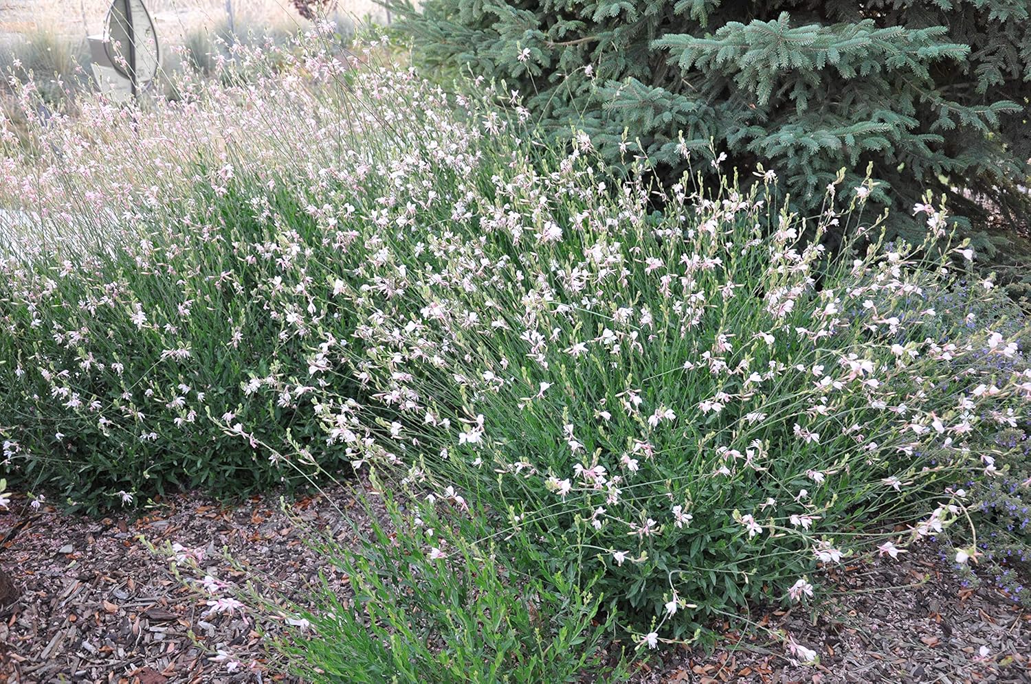 Weiße Gaura lindheimeri 'Whirling Butterflies' Staude mit zarten Blüten, Pflanze von Stauden Gänge, Nahaufnahme.