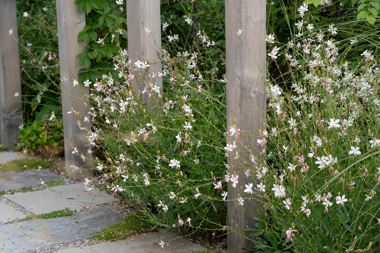 Weiße Staude Gaura lindheimeri 'Whirling Butterflies' mit zarten Blüten, von Stauden Gänge, für Garten und Balkon