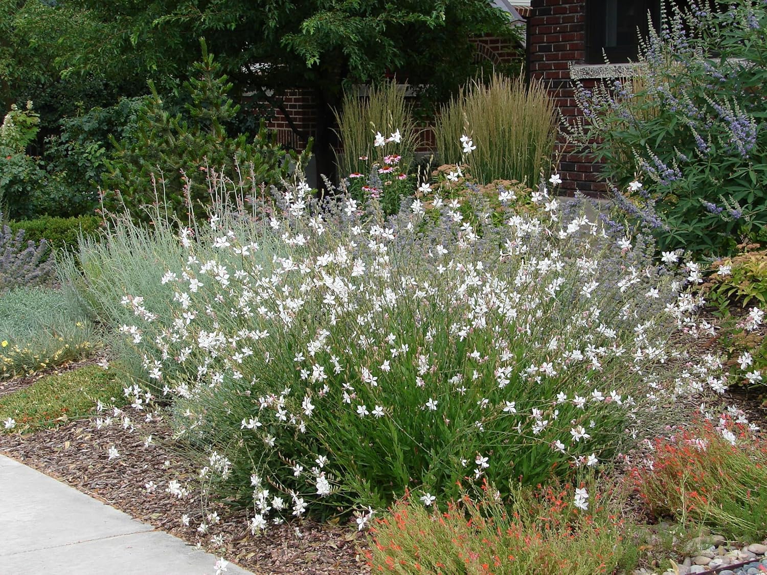Weiße Staude Gaura lindheimeri 'Whirling Butterflies' mit zarten Blüten, wächst als Staude bei Stauden Gänge.