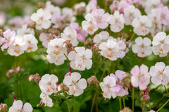 Geranium cantabrigiense 'Biokovo' Staude von Stauden Gänge, blühende grüne Staude mit kleinen rosa Blüten, Nahaufnahme.
