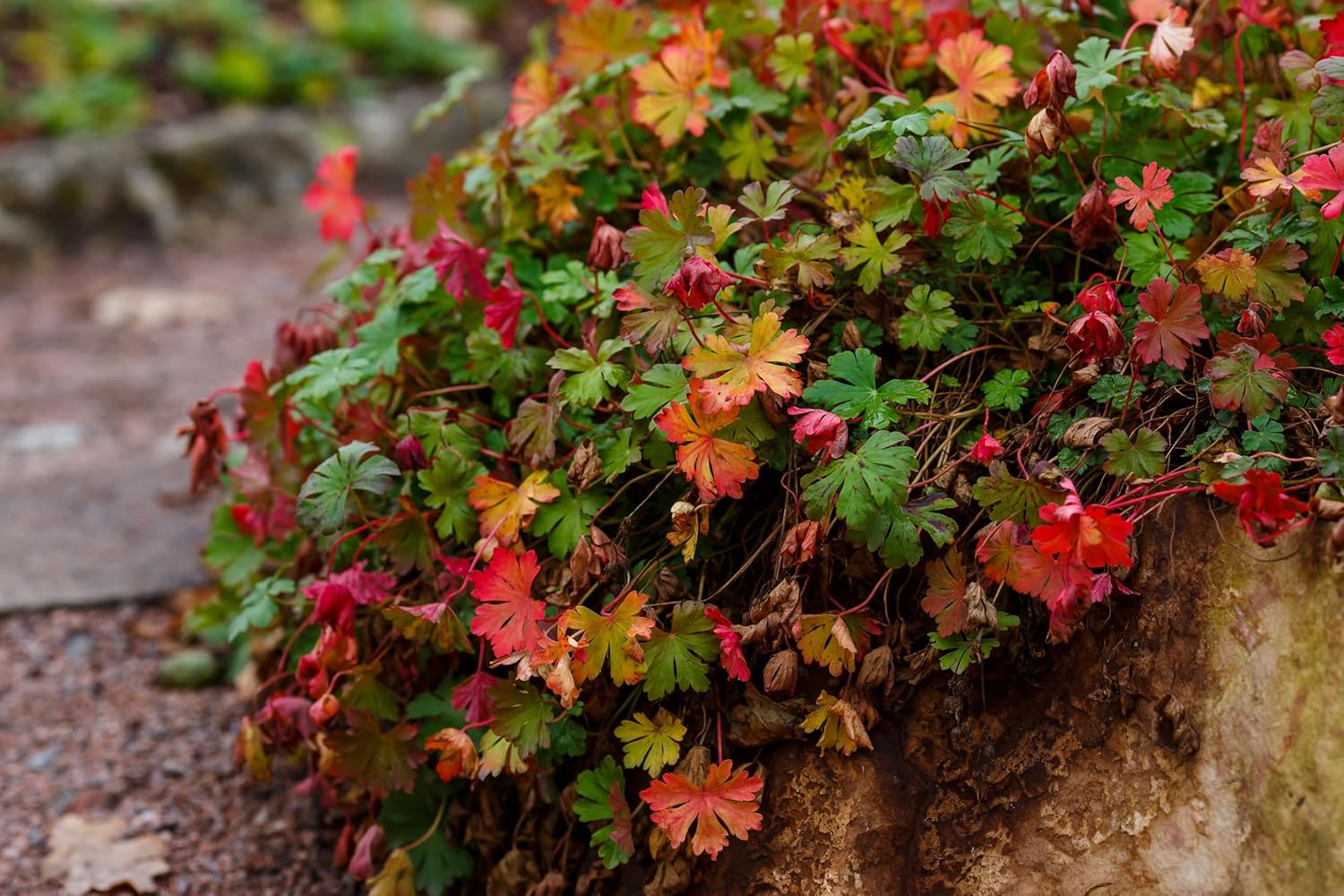 Geranium cantabrigiense 'Biokovo' Staude von Stauden Gänge, grüne Blätter und kleine rosa Blüten, bodenbedeckende Pflanze