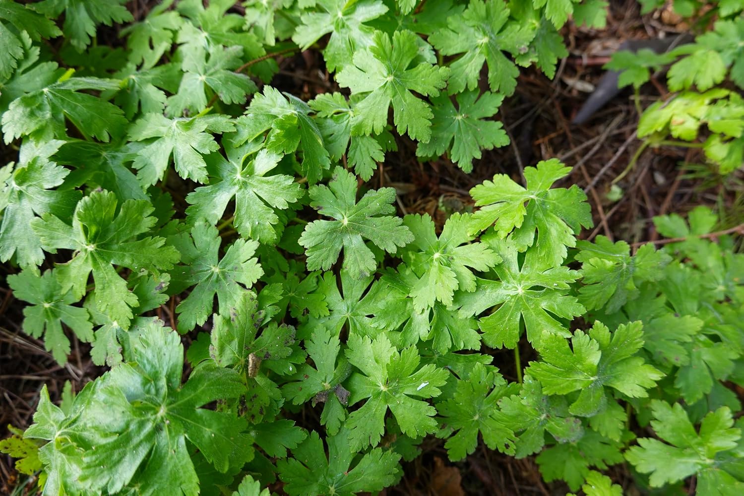 Staudengewächs Geranium cantabrigiense 'Biokovo' von Stauden Gänge, blühender Cambridge Storchschnabel mit grünen Blättern