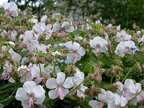 Geranium cantabrigiense 'Biokovo' Staude von Stauden Gänge, grüne Blätter und rosa Blüten, bodenbedeckende Pflanze.