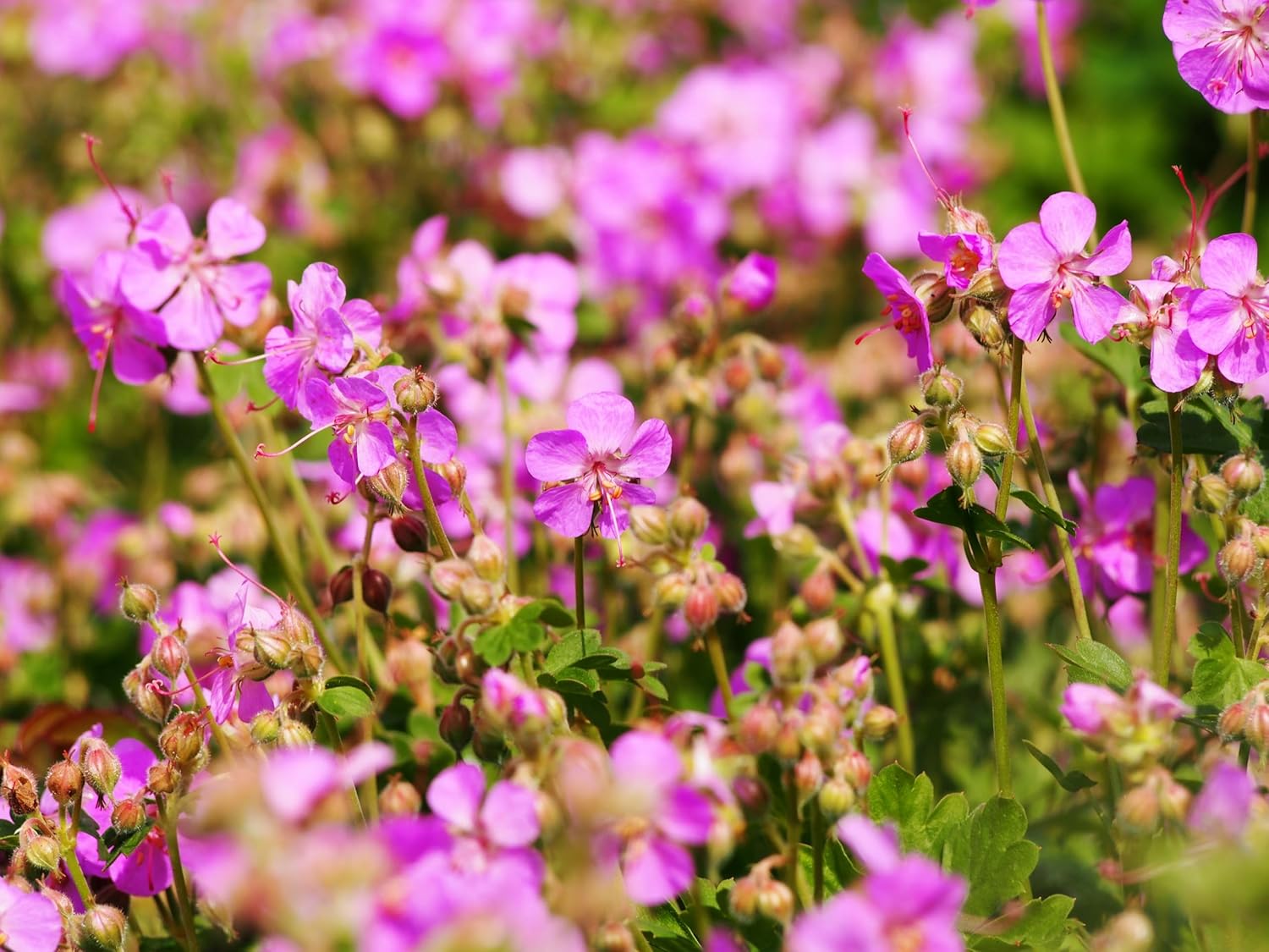 Geranium cantabrigiense 'Cambridge' Staude von Stauden Gänge, blühende Pflanze mit grünen Blättern und zarten rosa Blüten.
