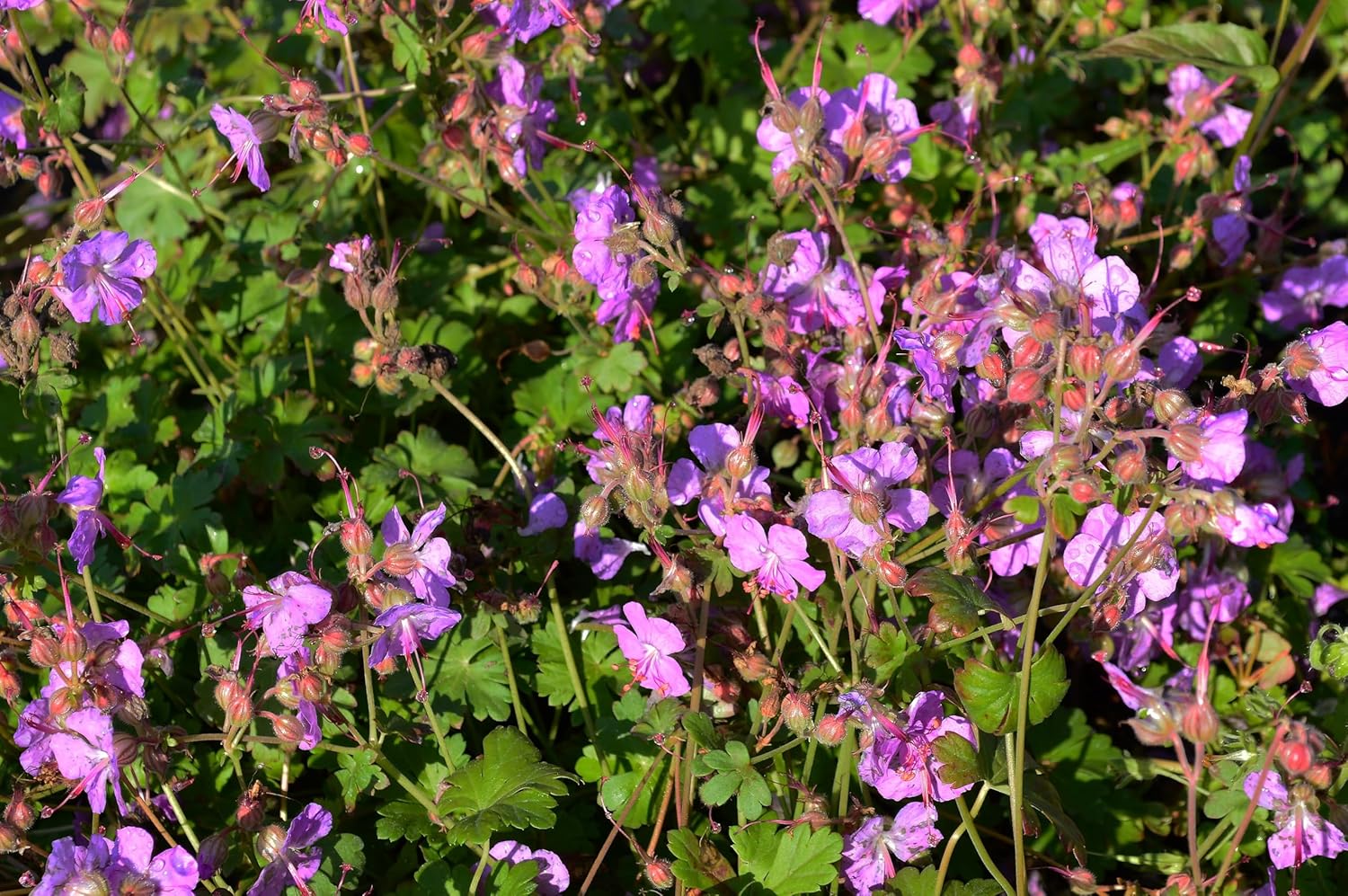 Geranium cantabrigiense 'Cambridge' Staude von Stauden Gänge, grüne Blätter und zarte rosa Blüten, Gartenpflanze, Stauden.