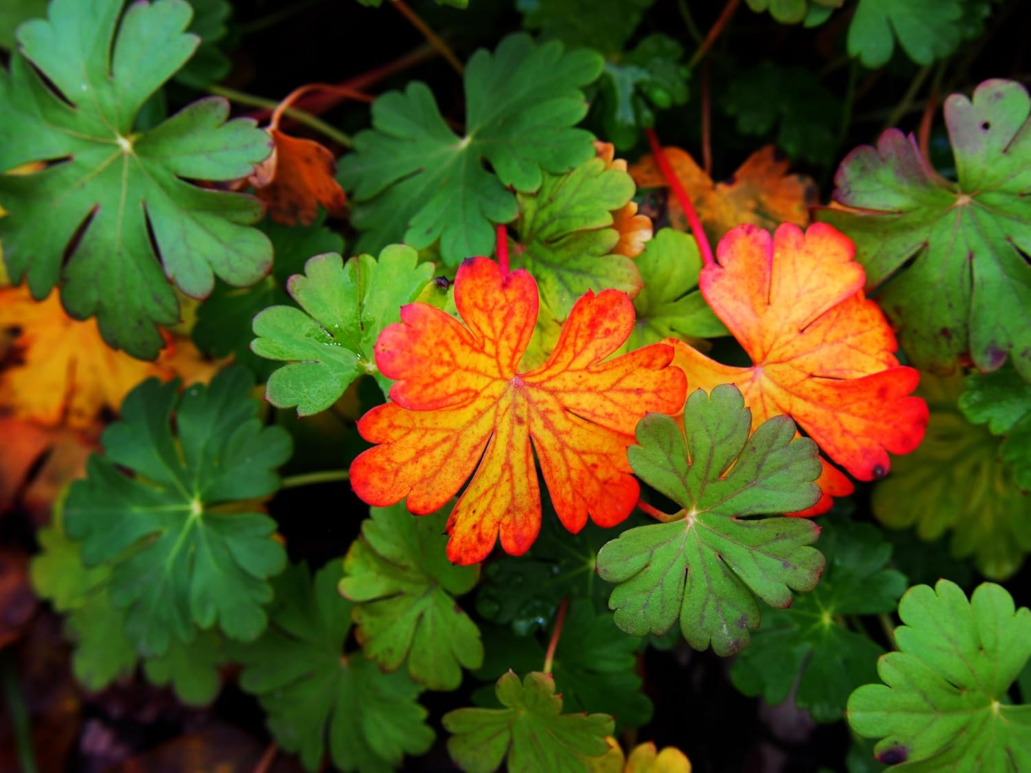 Geranium cantabrigiense 'Cambridge', Staude von Stauden Gänge, mit grünen Blättern und zarten rosa Blüten.