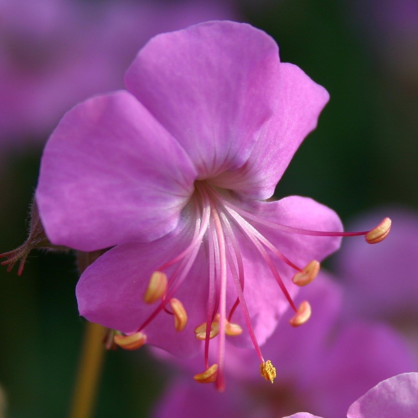 Geranium cantabrigiense 'Cambridge', robuste Staude mit grünen Blättern und rosa Blüten, von Stauden Gänge.