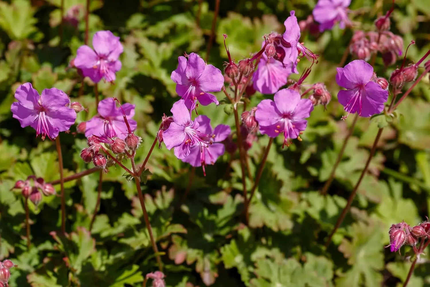 Geranium cantabrigiense 'Karmina' Staude mit grünen Blättern und rosa Blüten, von Stauden Gänge, im Garten.