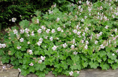 Geranium cantabrigiense 'Saint Ola' Staude von Stauden Gänge mit grünen Blättern und rosa Blüten, wächst in einem Garten.