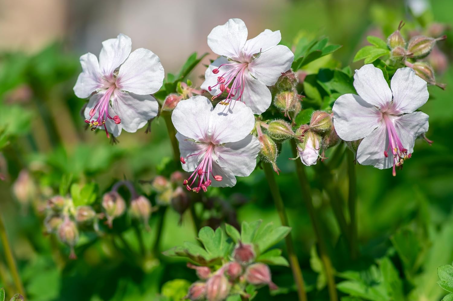 Geranium cantabrigiense 'Saint Ola' Staude von Stauden Gänge, blühende Cambridge Storchschnabel Pflanze mit grünen Blättern