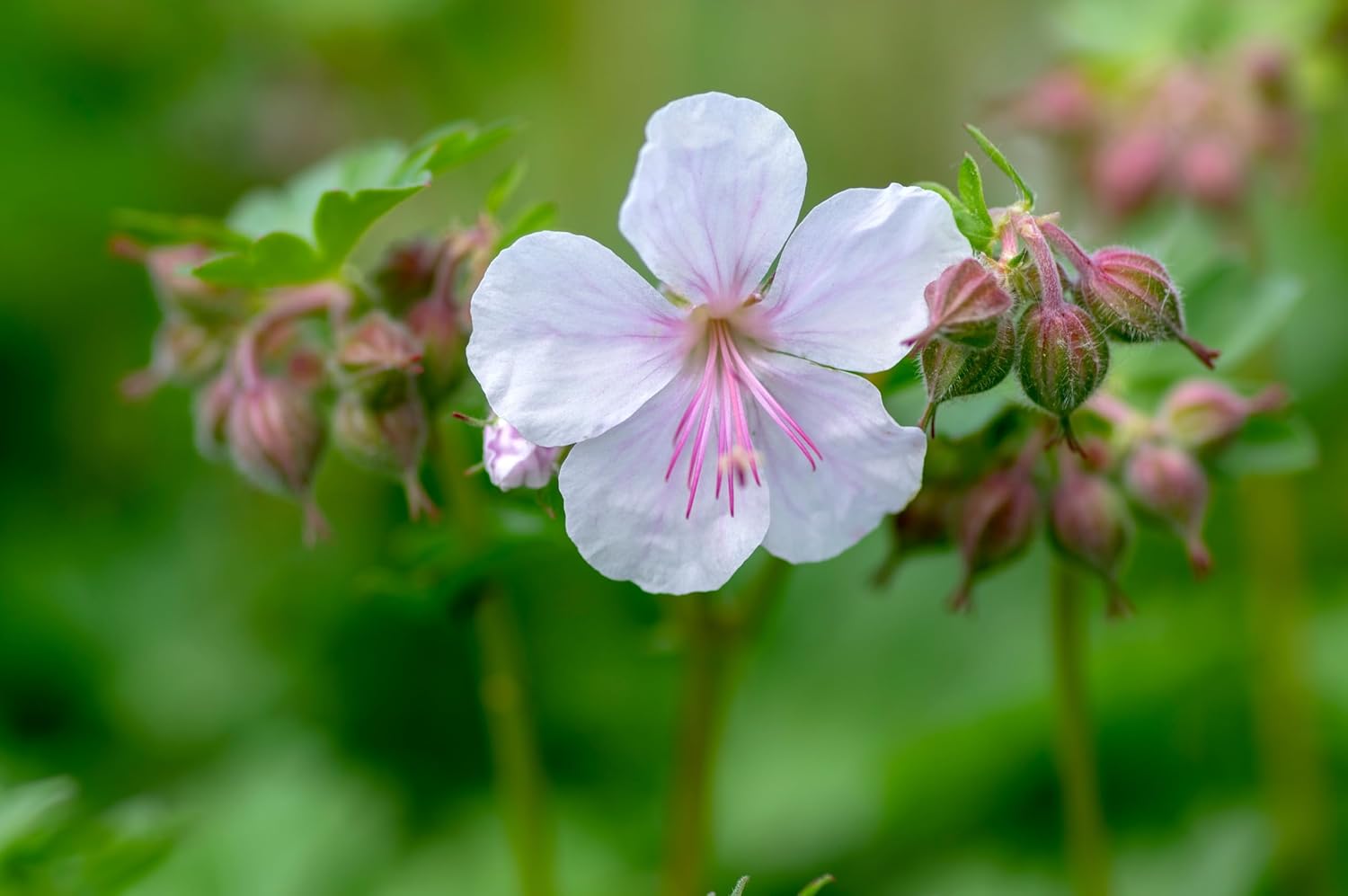 Geranium cantabrigiense 'Saint Ola' Staude von Stauden Gänge mit grünen Blättern und rosa Blüten, wächst im Garten.