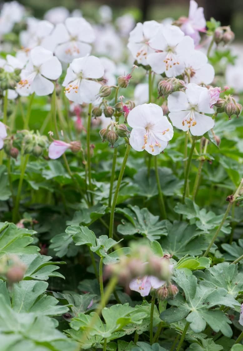 Geranium cantabrigiense 'Saint Ola' Staude von Stauden Gänge mit grünen Blättern und rosa Blüten, ideal für Staudenbeete.