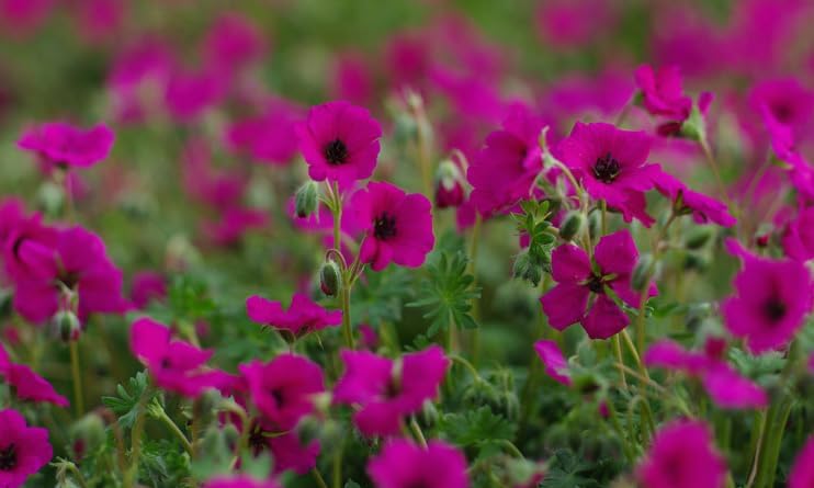 Geranium cinereum 'Signal' / Aschgrauer Storchschnabel - Stauden Gaenge