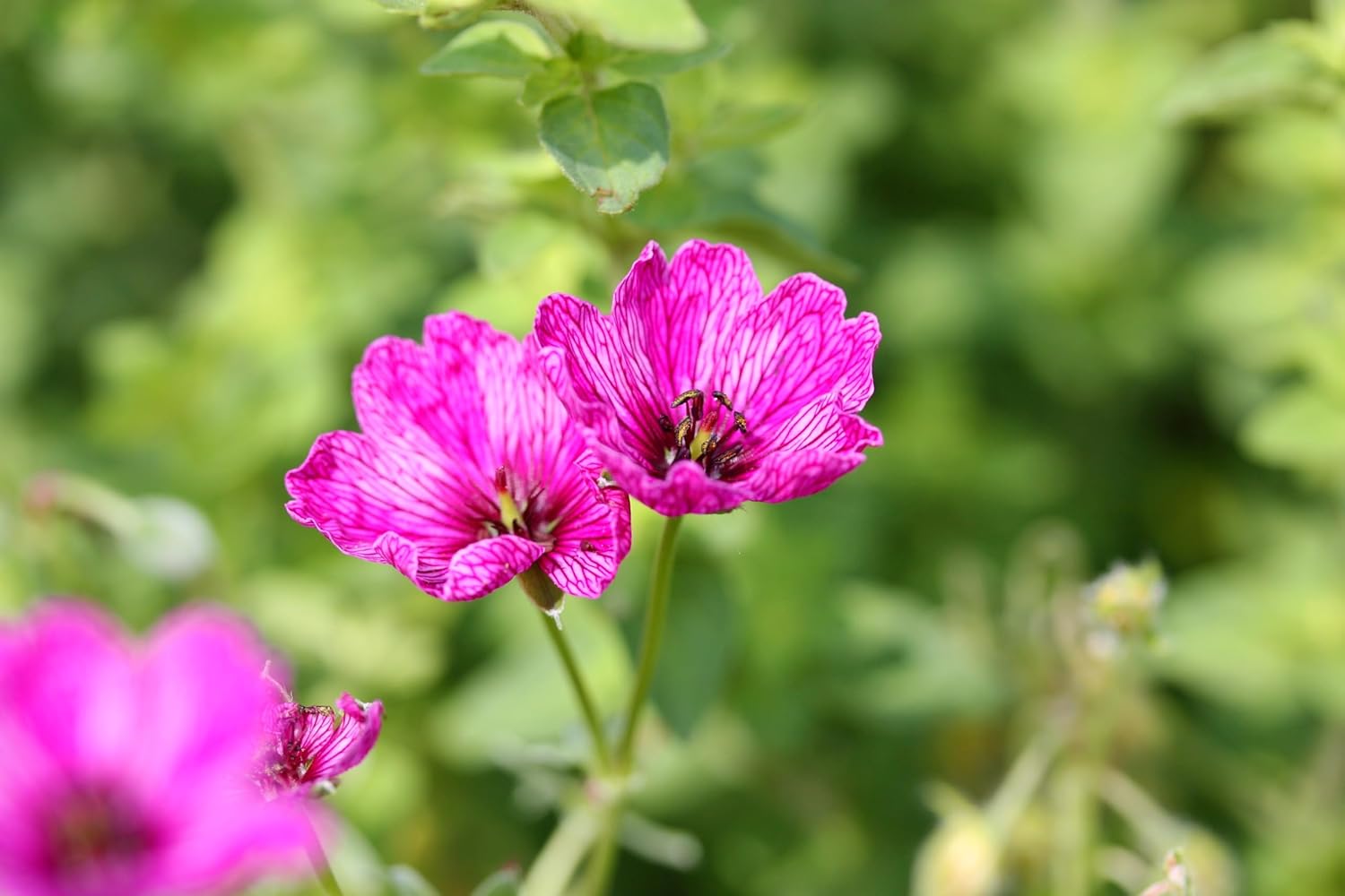 Geranium cinereum 'Signal' / Aschgrauer Storchschnabel - Stauden Gaenge