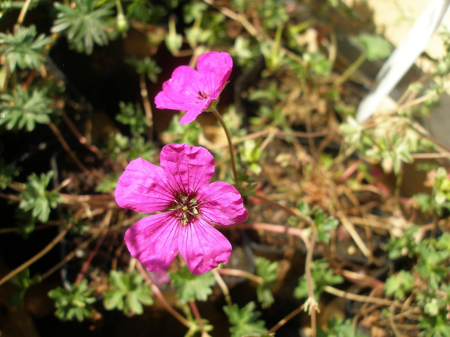 Geranium cinereum 'Signal' / Aschgrauer Storchschnabel - Stauden Gaenge