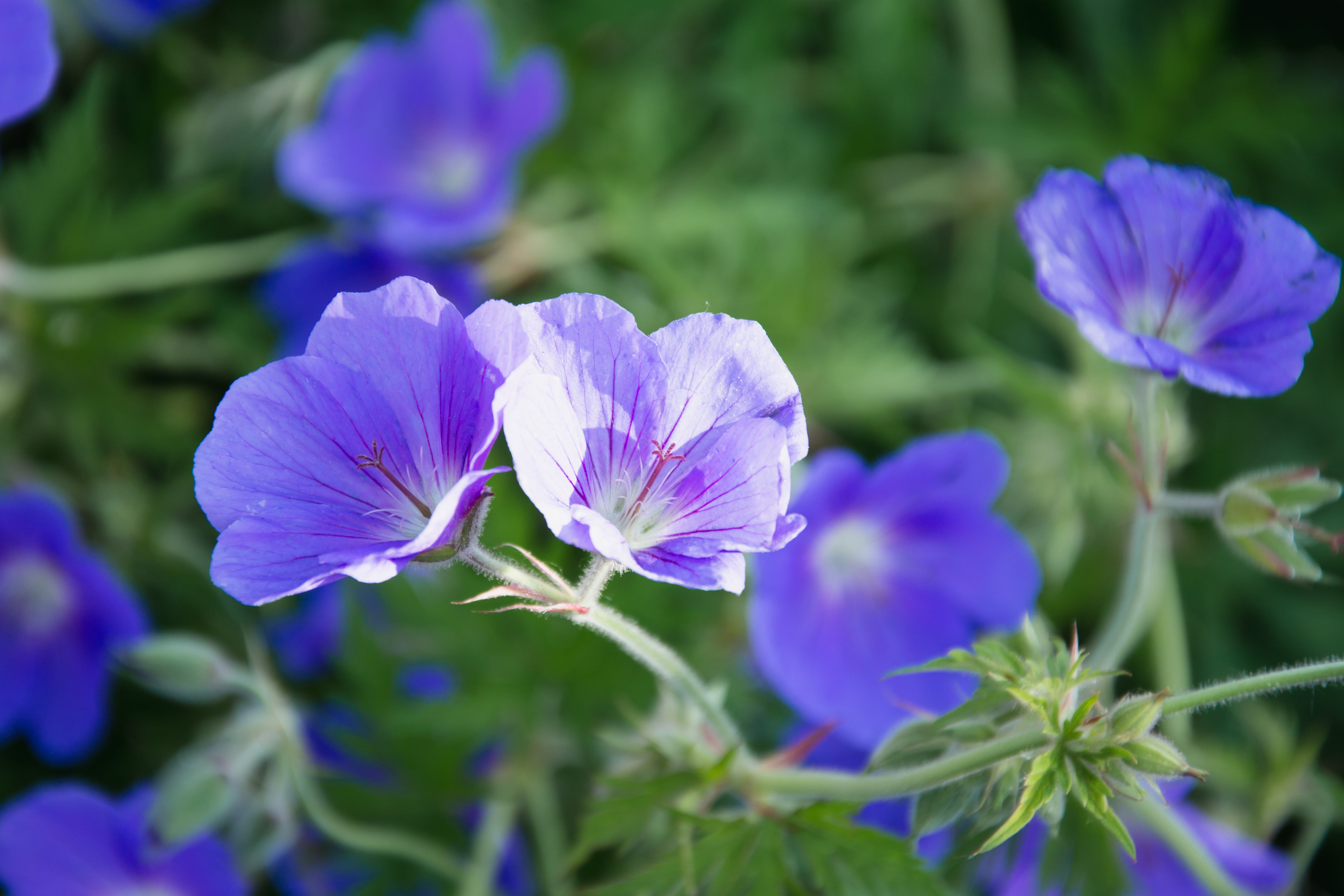 Geranium clarkei 'Kashmir Purple' / Clarkes Storchschnabel - Stauden Gaenge
