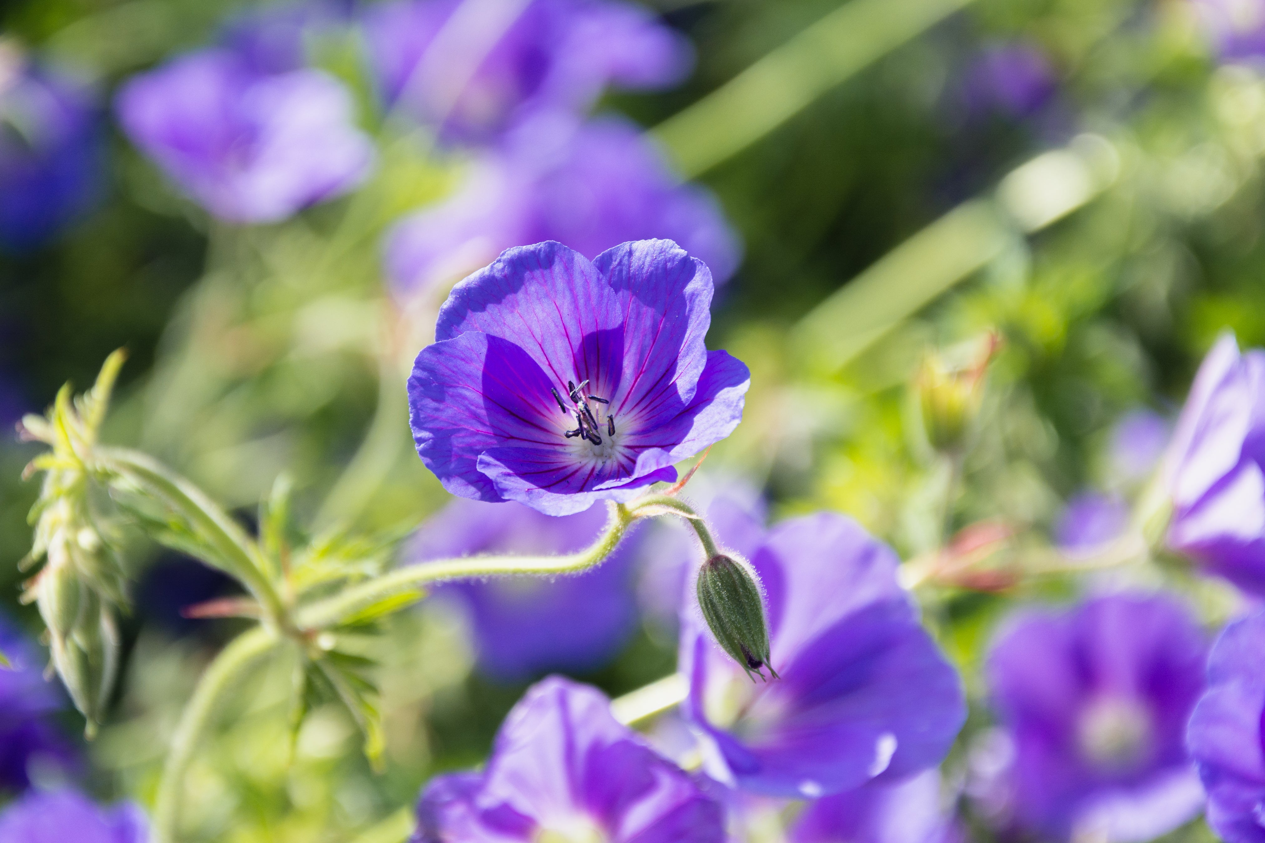 Geranium clarkei 'Kashmir Purple' / Clarkes Storchschnabel - Stauden Gaenge
