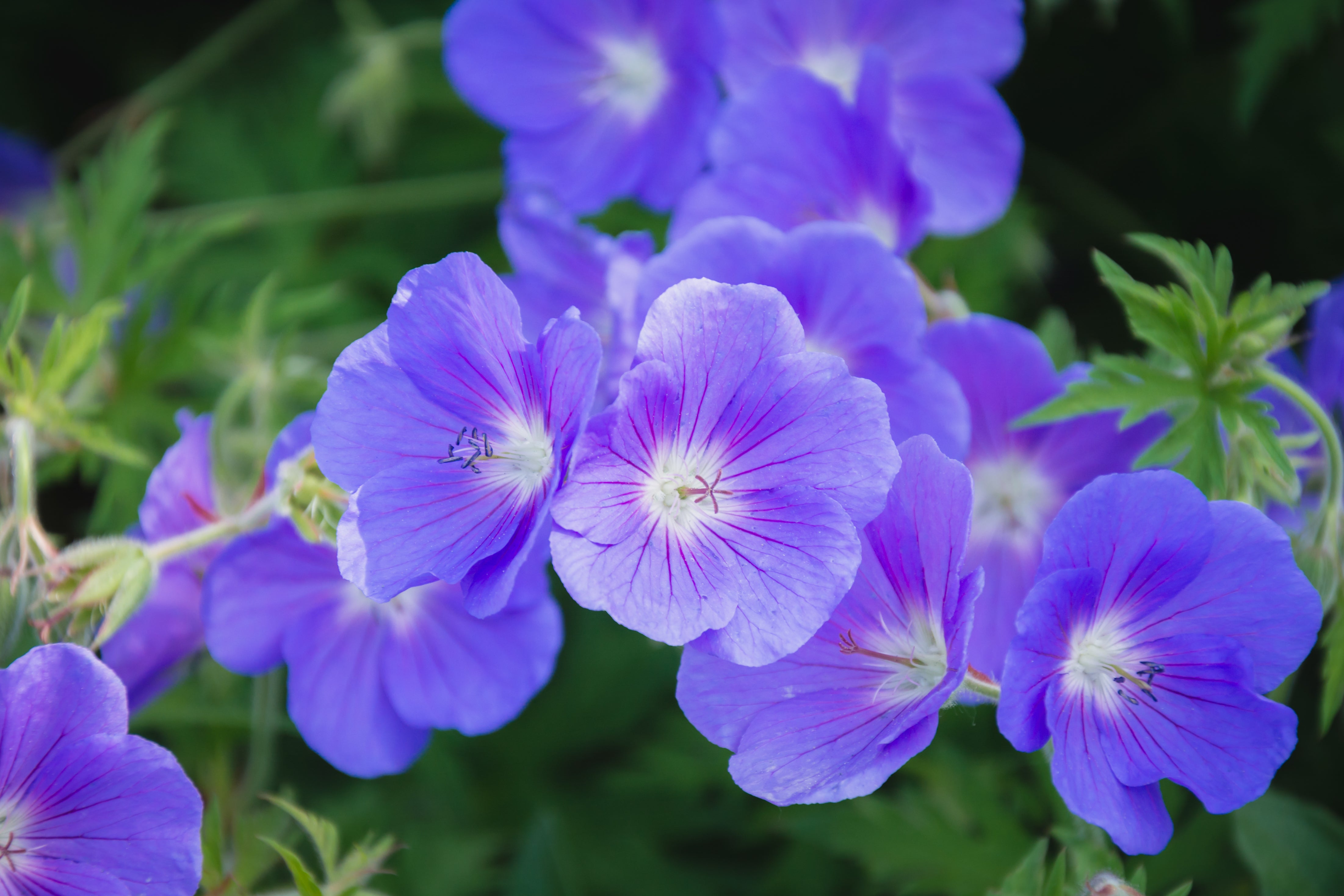 Geranium clarkei 'Kashmir Purple' / Clarkes Storchschnabel - Stauden Gaenge