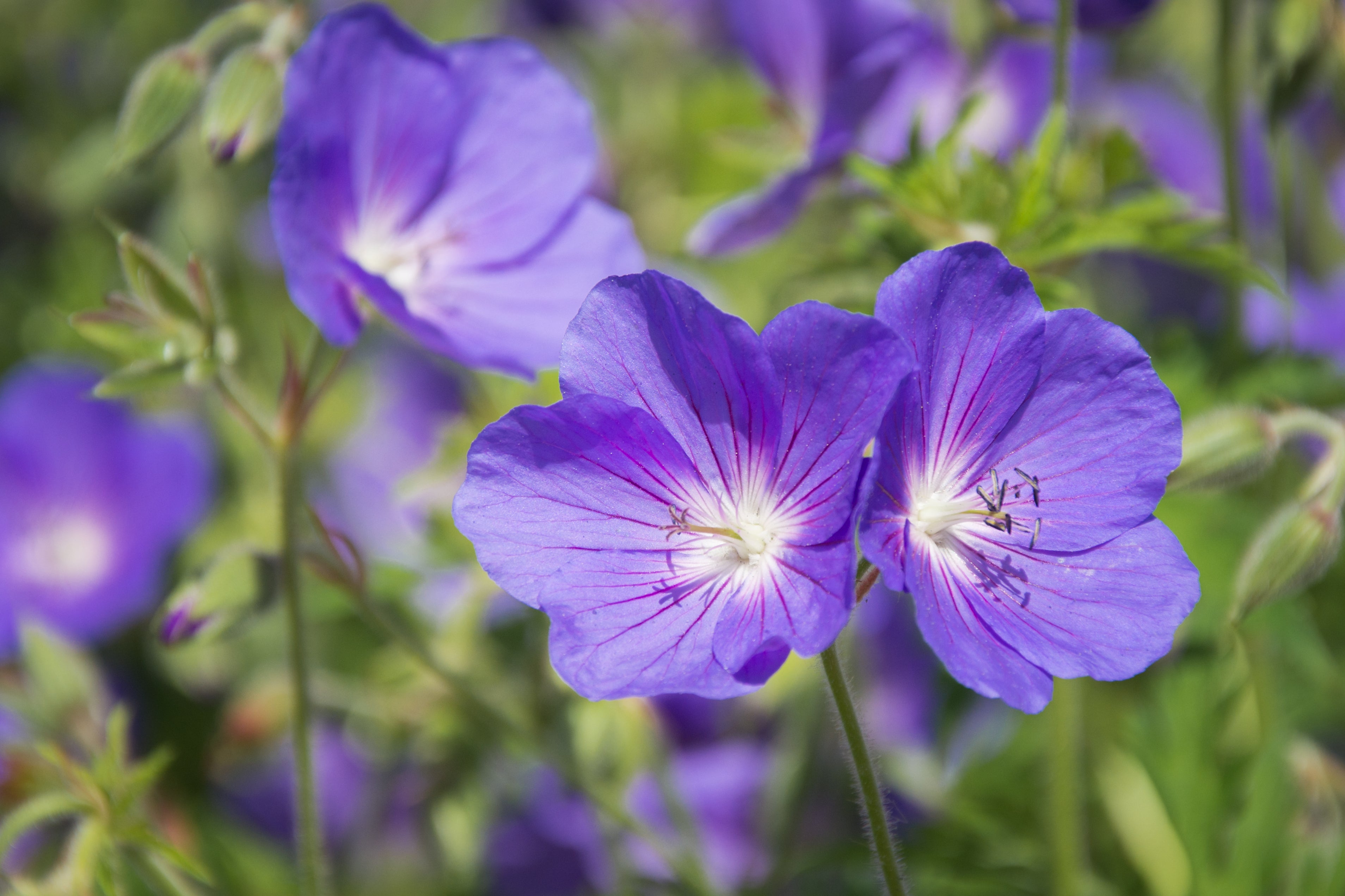 Geranium clarkei 'Kashmir Purple' / Clarkes Storchschnabel - Stauden Gaenge