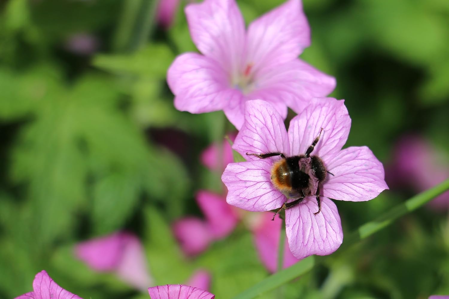 Geranium endressii Pyrenäen-Storchschnabel Staude von Stauden Gänge mit rosa Blüten und grünem Laub in Gartenszene