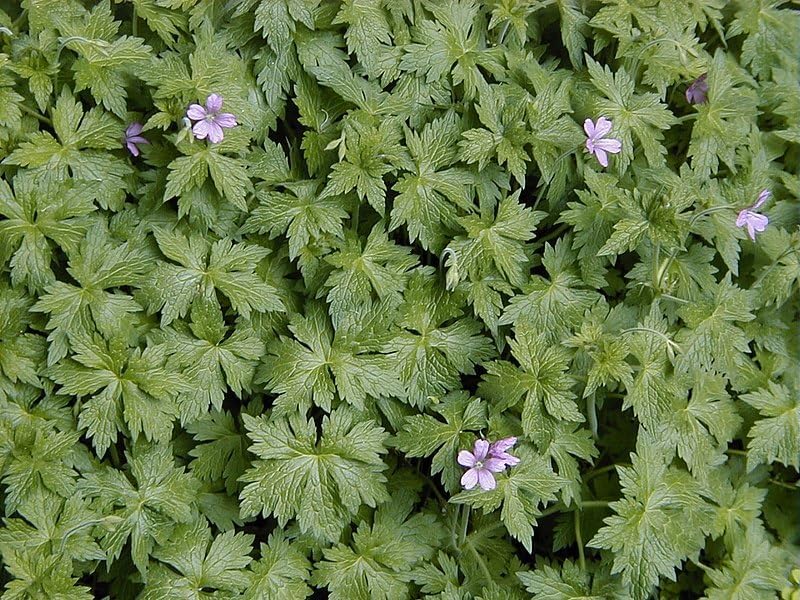 Geranium endressii Pyrenäen-Storchschnabel Staude von Stauden Gänge, dicht blühende Pflanze mit grünen Blättern