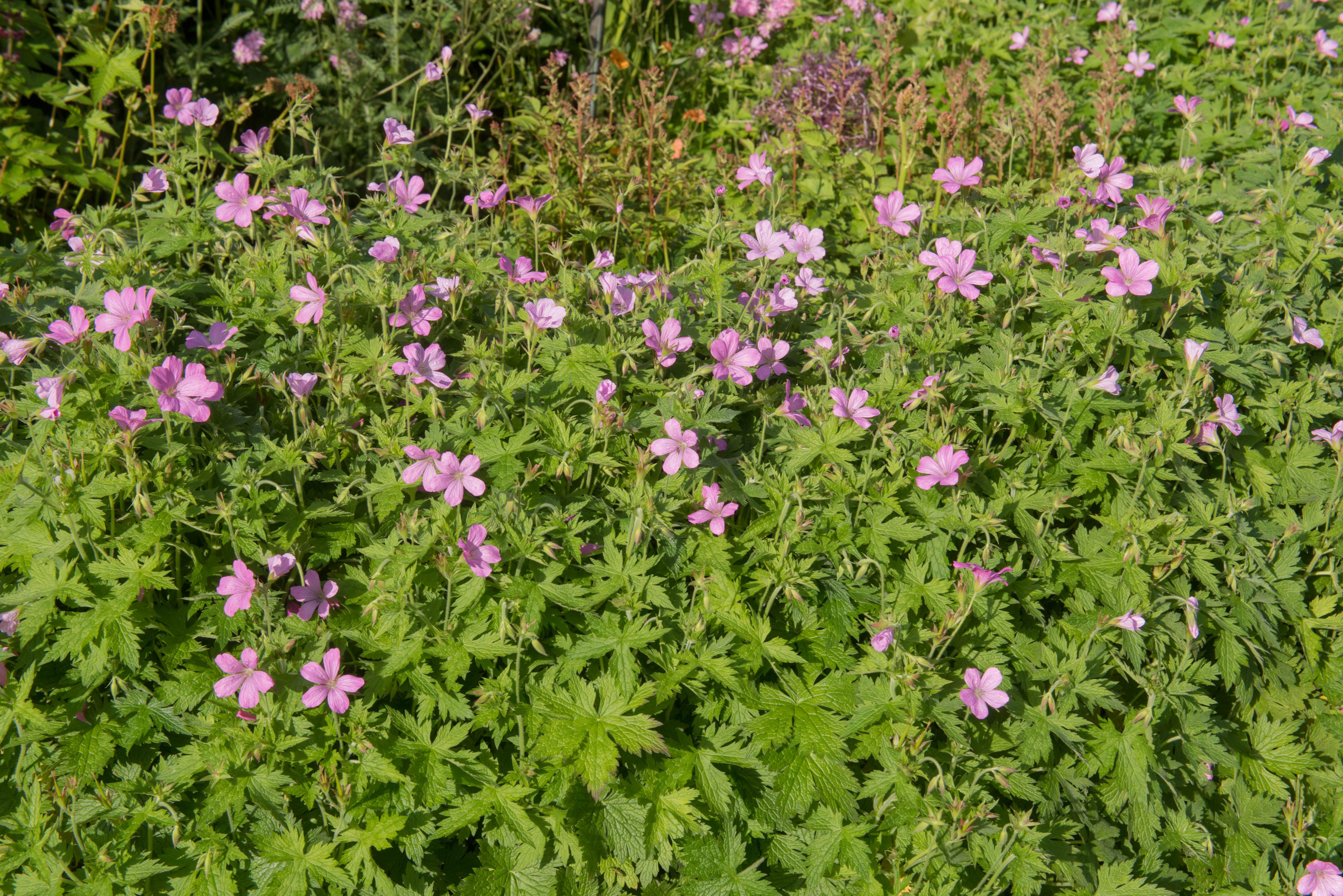 Staude Geranium endressii 'Wargrave Pink' vom Markenhersteller Stauden Gänge, rosa Blüten, kräftiges Laub, ideal für Staudenbeete