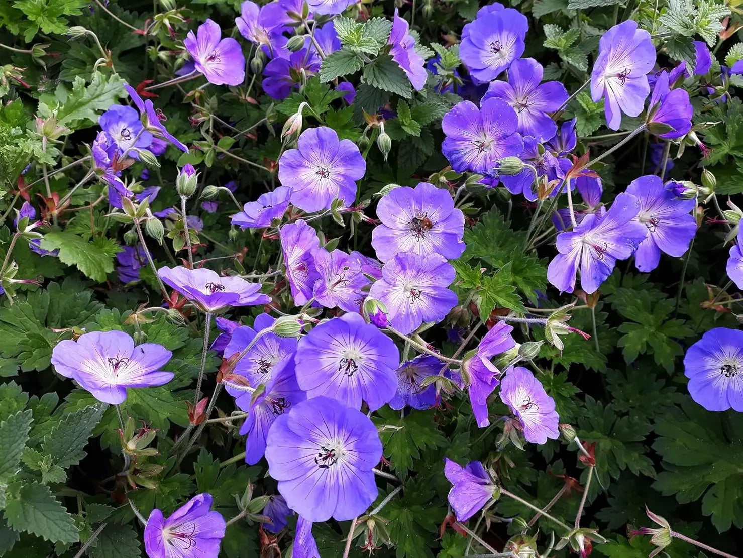 Blaue Blüten der Staude Geranium Hybride 'Rozanne' von Stauden Gänge, detailreiche Nahaufnahme der Staude mit grünen Blättern