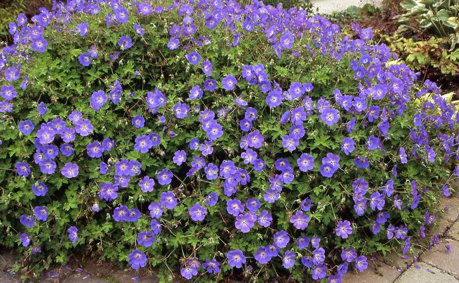 Blaue Geranium-Hybride 'Rozanne' Staude mit grünen Blättern und blauen Blüten, wächst im Garten, von Stauden Gänge.