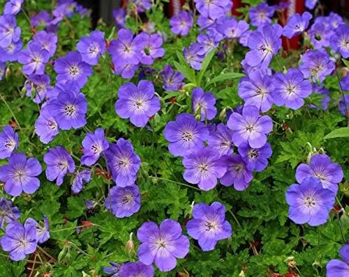Blaue Stauden Hybride 'Rozanne' vom Blauer Storchschnabel, blühende Gartenstaude mit großen grünen Blättern