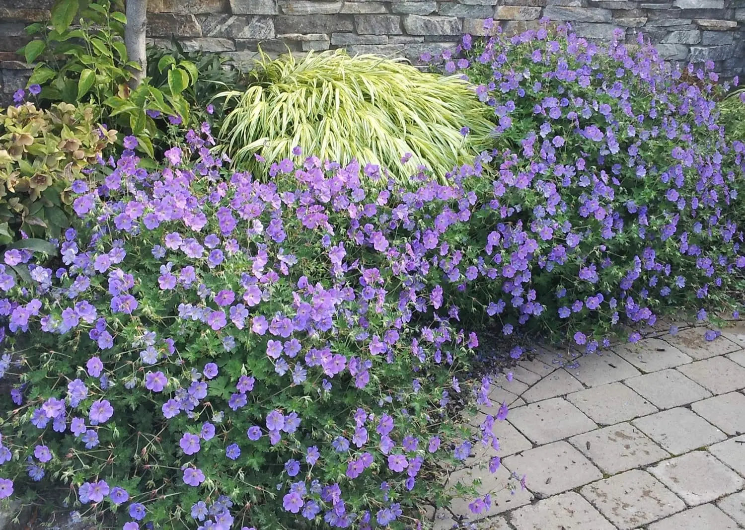 Blauer Blütenstand der Geranium Hybride 'Rozanne' als Staude, mit grünen Blättern, von Stauden Gänge.