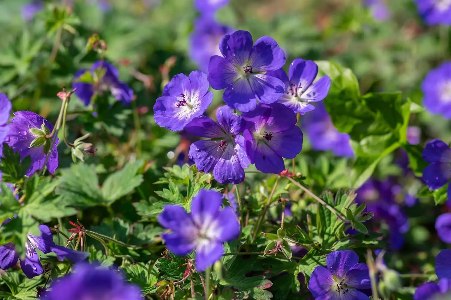 Geranium Hybride 'Rozanne' Blau, Blühende Staude von Stauden Gänge, mit grünen Blättern und blauen Blüten.