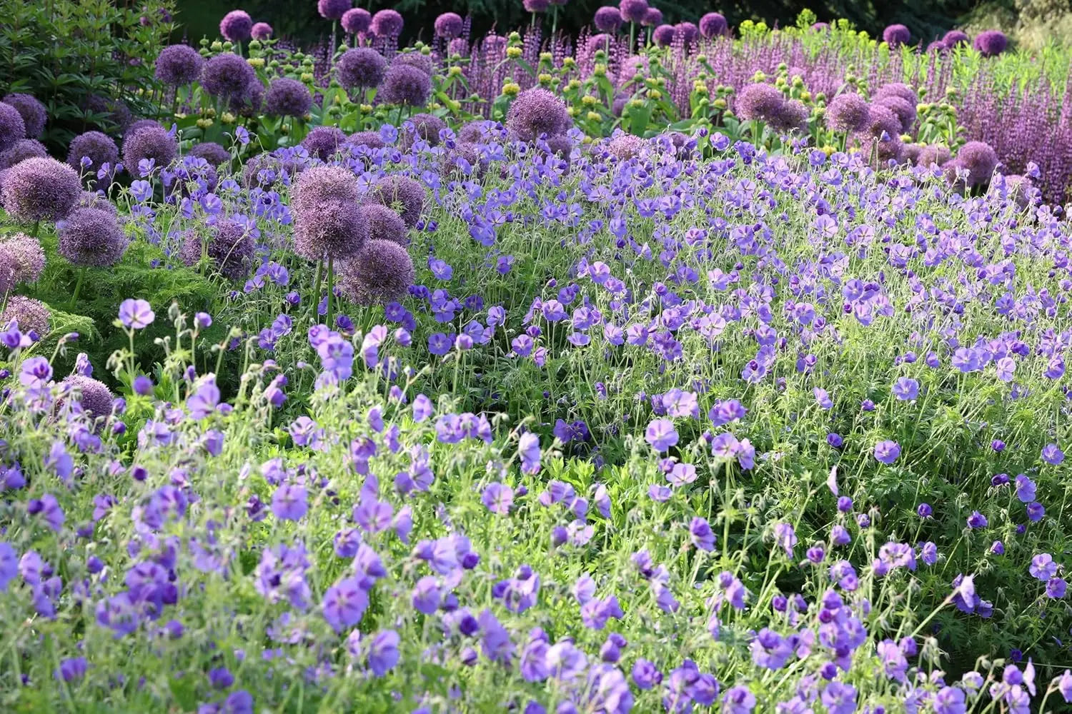 Blaue Geranie Hybride 'Rozanne' Staude von Stauden Gänge, blühende Pflanze mit großen, blauen Blüten.