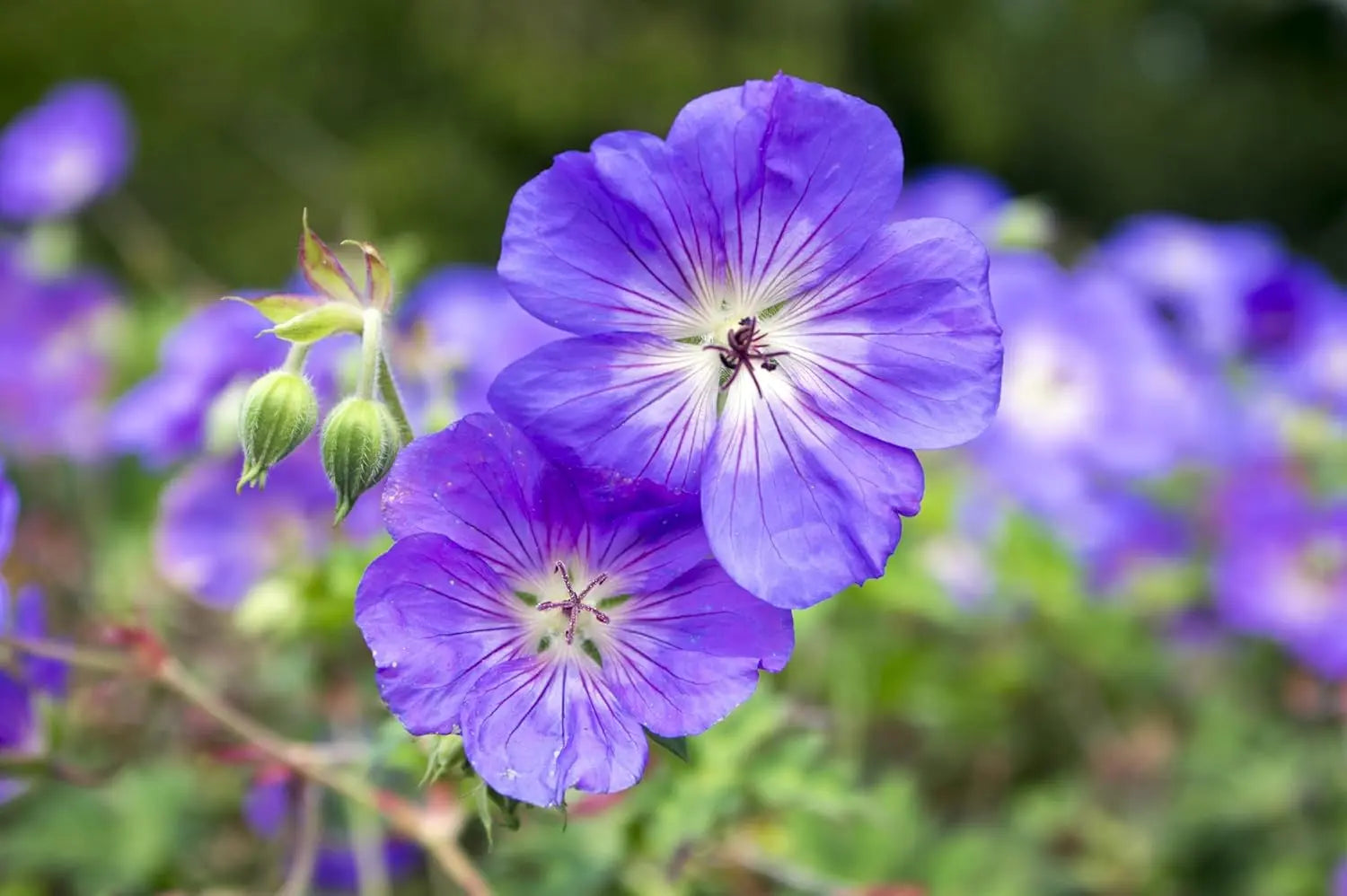 Geranium Hybride 'Rozanne' / Blauer Storchschnabel, Staude von Stauden Gänge, blühende Pflanze mit blauen Blüten im Garten