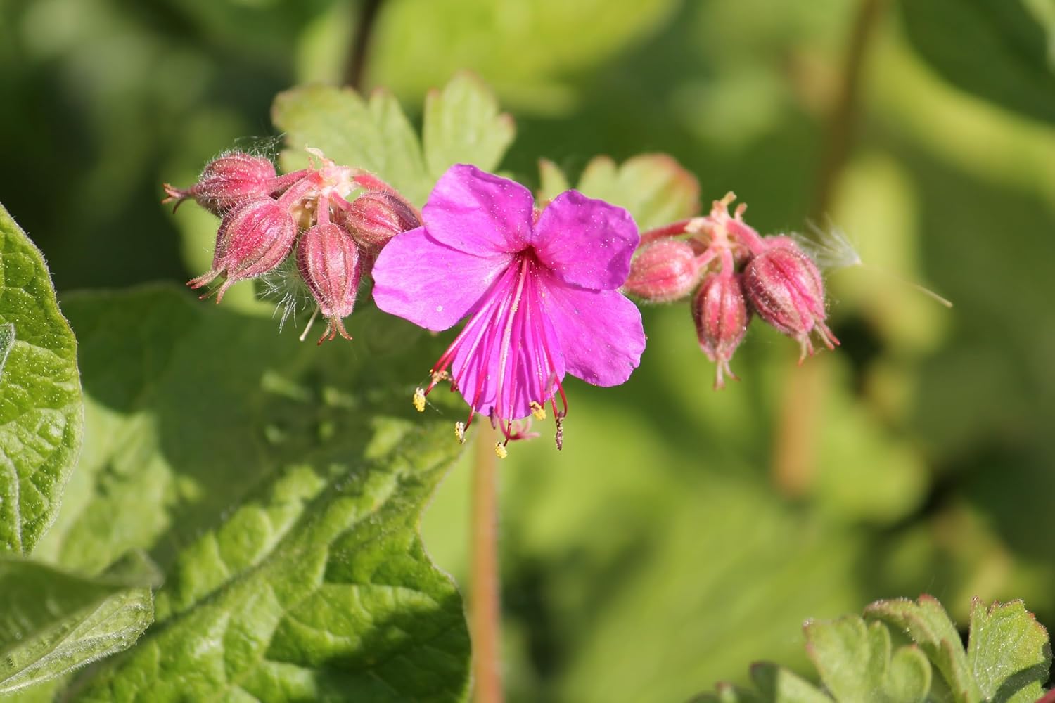 Geranium macrorrhizum 'Bevan's Variety' / Balkan Storchschnabel - Stauden Gaenge