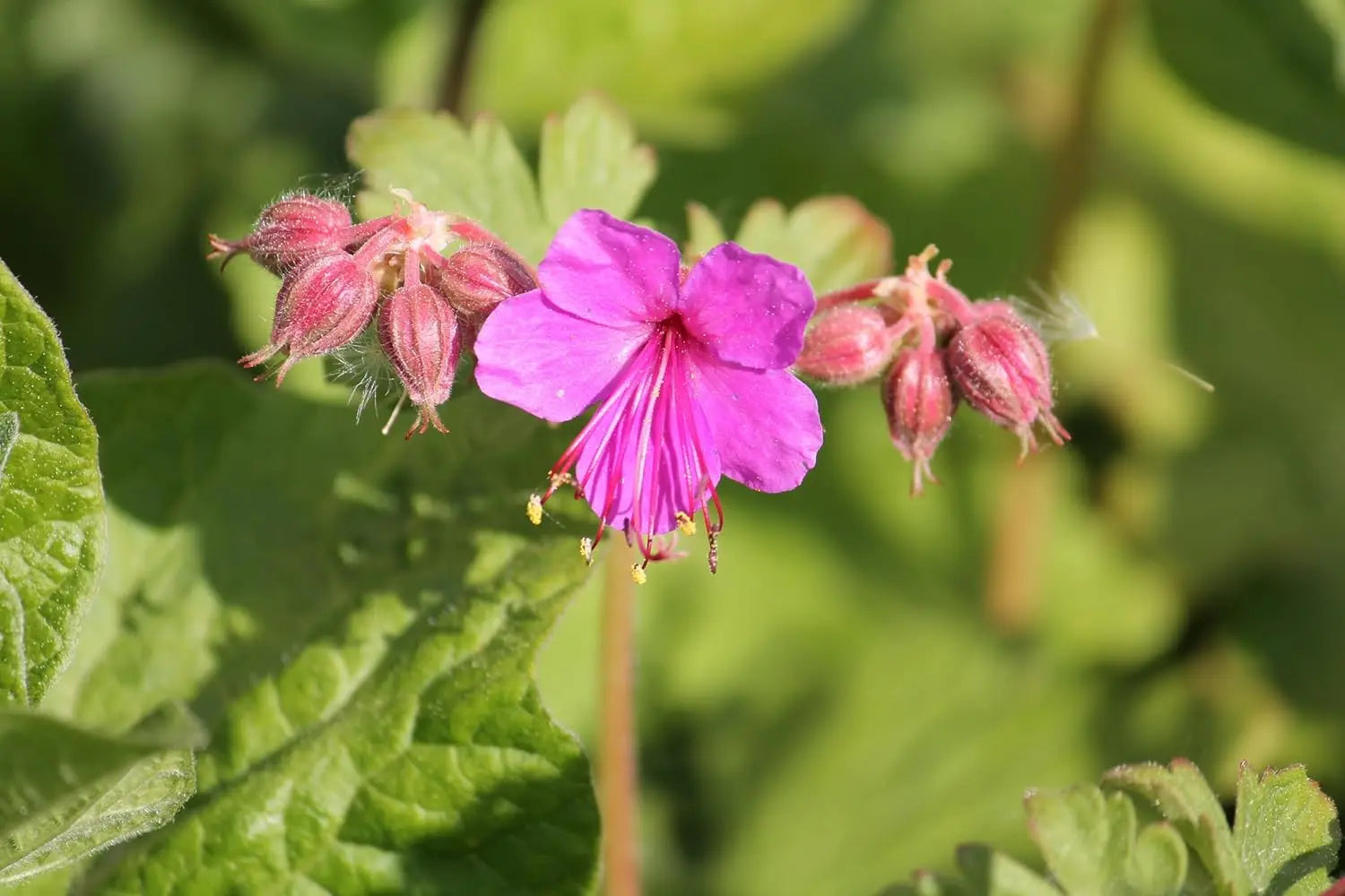 Geranium macrorrhizum 'Bevan's Variety' Balkan Storchschnabel Staude, grüne Blätter und kleine Blüten, Stauden Gänge