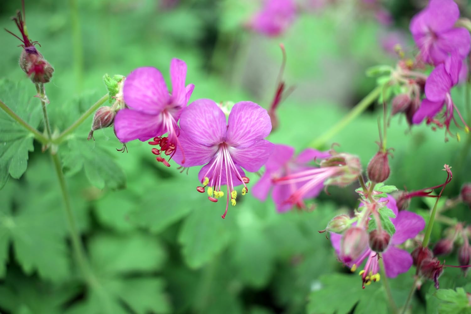 Geranium macrorrhizum 'Bevan's Variety' / Balkan Storchschnabel - Stauden Gaenge