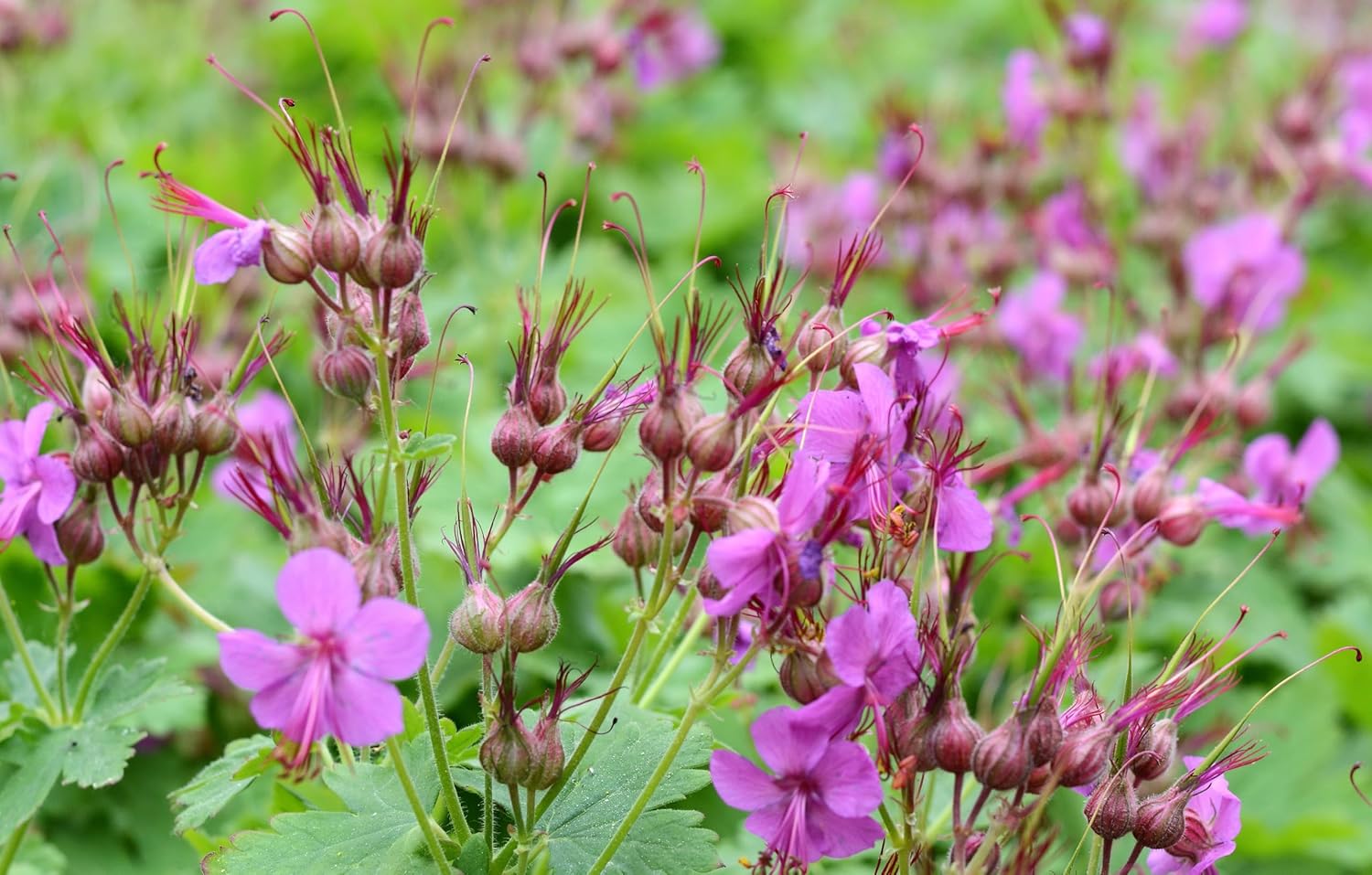 Geranium macrorrhizum 'Bevan's Variety' / Balkan Storchschnabel - Stauden Gaenge